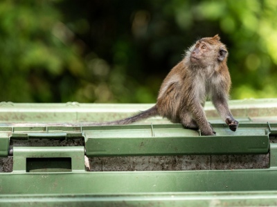 Using Dumpsters for Waste Management in Zoos & Aquariums